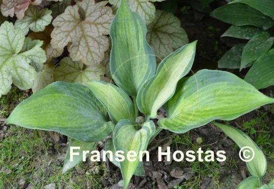 Hosta Winfield Mist